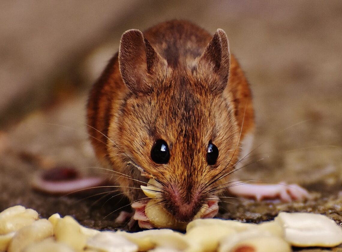 Pest Control Methods Work Best In Tampa Bay