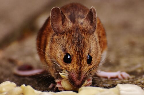 Pest Control Methods Work Best In Tampa Bay