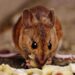 Pest Control Methods Work Best In Tampa Bay